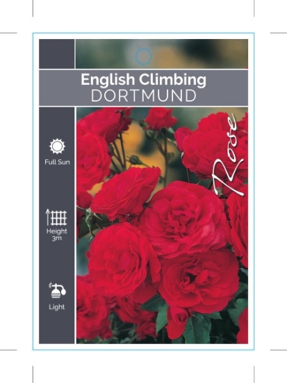 Picture of ROSE DORTMUND (ER CLIMBING)                                                                                                                           