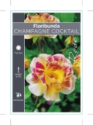 Picture of ROSE CHAMPAGNE COCKTAIL                                                                                                                               