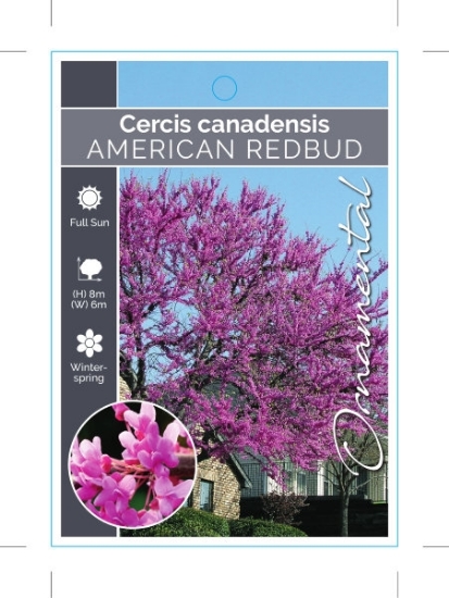 Picture of CERCIS CANADENSIS AMERICAN REDBUD                                                                                                                     