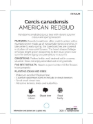 Picture of CERCIS CANADENSIS AMERICAN REDBUD                                                                                                                     