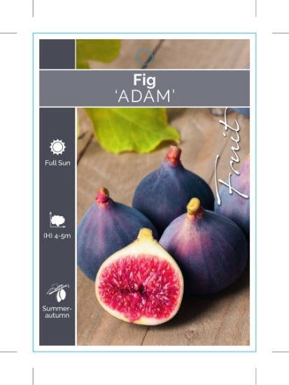 Picture of FRUIT FIG ADAM                                                                                                                                        