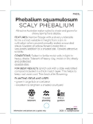 Picture of PHEBALIUM SQUAMULOSUM SCALY PHEBALIUM                                                                                                                 