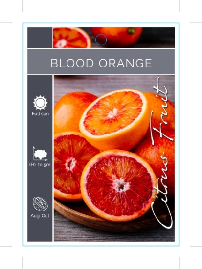 Picture of FRUIT CITRUS ORANGE BLOOD                                                                                                                             