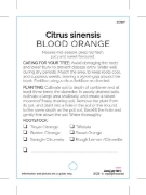Picture of FRUIT CITRUS ORANGE BLOOD                                                                                                                             