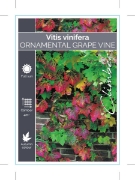 Picture of VITIS VINIFERA ORNAMENTAL GRAPEVINE                                                                                                                   
