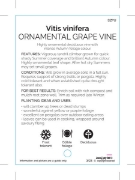 Picture of VITIS VINIFERA ORNAMENTAL GRAPEVINE                                                                                                                   