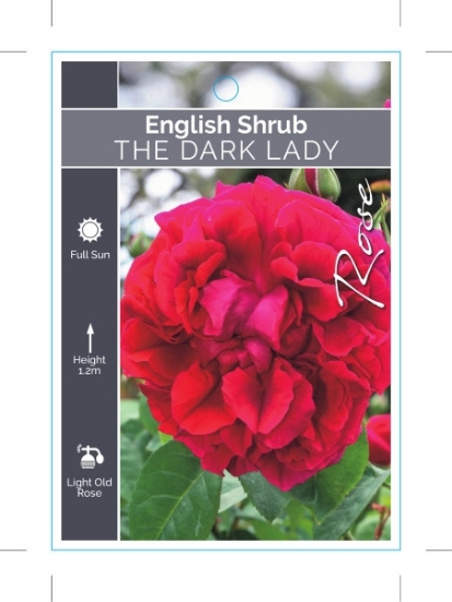 Picture of ROSE THE DARK LADY (ER SHRUB)                                                                                                                         