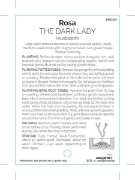 Picture of ROSE THE DARK LADY (ER SHRUB)                                                                                                                         