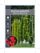 Picture of QUERCUS PALUSTRIS PRINGREEN                                                                                                                           