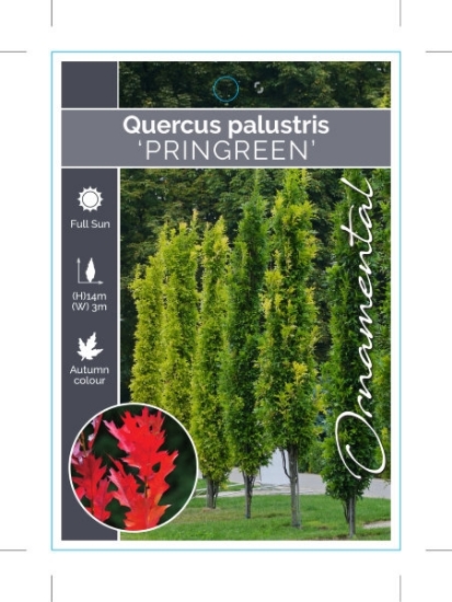 Picture of QUERCUS PALUSTRIS PRINGREEN                                                                                                                           