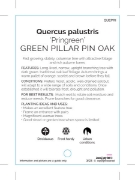Picture of QUERCUS PALUSTRIS PRINGREEN                                                                                                                           