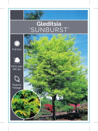 Picture of GLEDITSIA TRIACANTHOS SUNBURST Jumbo Tag                                                                                                              