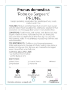 Picture of FRUIT PRUNE ROBE DE SARGEANT Jumbo Tag                                                                                                                