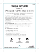 Picture of PRUNUS SERRULATA KANZAN JAPANESE FLOWERING CHERRY Jumbo Tag                                                                                           