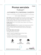 Picture of PRUNUS SERRULATA KANZAN JAPANESE FLOWERING CHERRY                                                                                                     