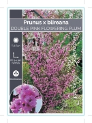 Picture of PRUNUS BLIREANA DOUBLE FLOWERING PLUM Jumbo Tag                                                                                                       
