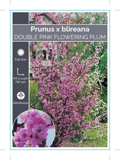 Picture of PRUNUS BLIREANA DOUBLE FLOWERING PLUM Jumbo Tag                                                                                                       