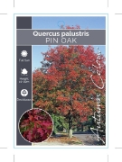 Picture of QUERCUS PALUSTRIS SPANISH OR PIN OAK                                                                                                                  