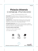 Picture of PISTACIA CHINENSIS CHINESE PISTACHIO                                                                                                                  