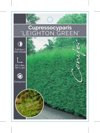 Picture of CONIFER CUPRESSOCYPARIS LEYLANDII LEIGHTON GREEN                                                                                                      