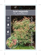 Picture of ACER NEGUNDO FLAMINGO                                                                                                                                 