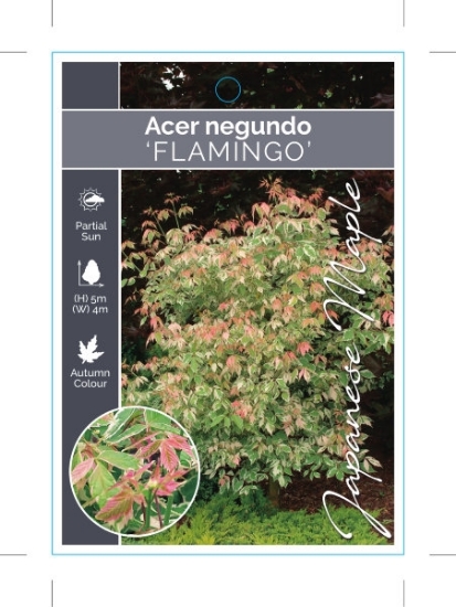 Picture of ACER NEGUNDO FLAMINGO                                                                                                                                 