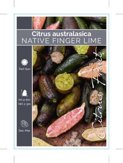 Picture of FRUIT CITRUS NATIVE FINGER LIME                                                                                                                       