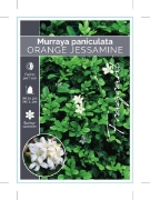 Picture of MURRAYA PANICULATA ORANGE JESSAMINE                                                                                                                   
