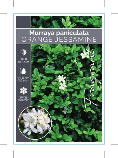 Picture of MURRAYA PANICULATA ORANGE JESSAMINE                                                                                                                   