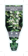 Picture of AUSTROMYRTUS DULCIS MIDYIM                                                                                                                            