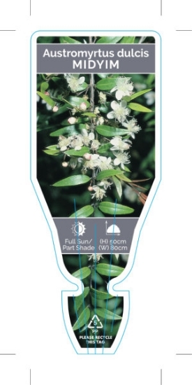 Picture of AUSTROMYRTUS DULCIS MIDYIM                                                                                                                            