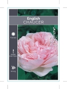 Picture of ROSE CHAUCER (English)                                                                                                                                