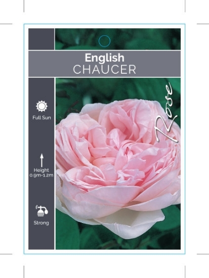Picture of ROSE CHAUCER (English)                                                                                                                                