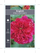 Picture of ROSE PROSPERO (English)                                                                                                                               