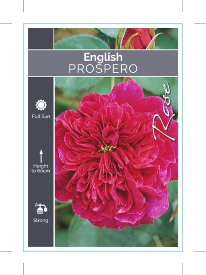Picture of ROSE PROSPERO (English)                                                                                                                               