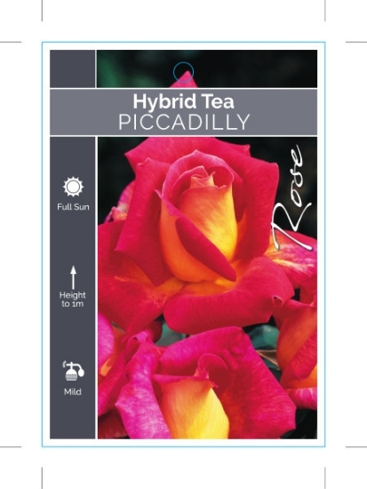 Picture of ROSE PICCADILLY (HT)                                                                                                                                  