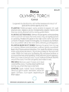 Picture of ROSE OLYMPIC TORCH (HT)                                                                                                                               