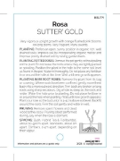 Picture of ROSE SUTTERS GOLD (HT)                                                                                                                                