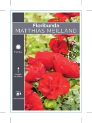 Picture of ROSE MATHIAS MEILLAND (FL)                                                                                                                            