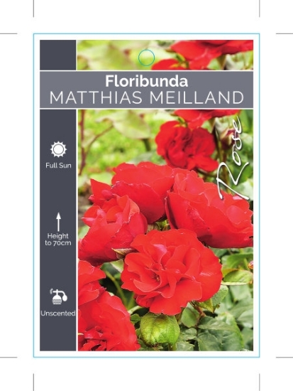 Picture of ROSE MATHIAS MEILLAND (FL)                                                                                                                            