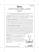 Picture of ROSE MATHIAS MEILLAND (FL)                                                                                                                            