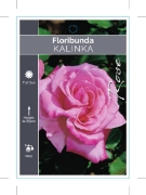 Picture of ROSE KALINKA (FL)                                                                                                                                     