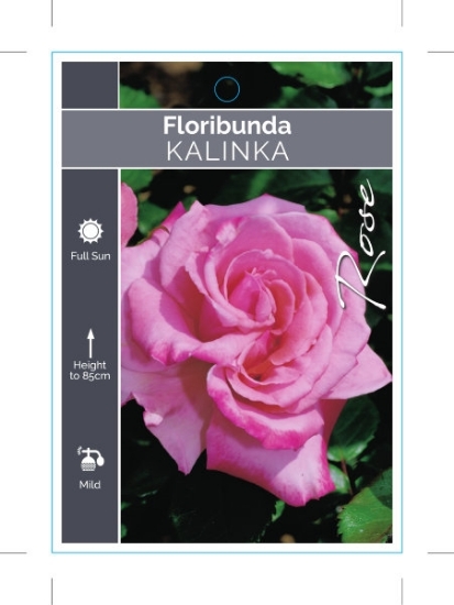 Picture of ROSE KALINKA (FL)                                                                                                                                     