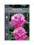 Picture of ROSE LAVENDER MIST (FL)                                                                                                                               