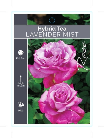 Picture of ROSE LAVENDER MIST (FL)                                                                                                                               