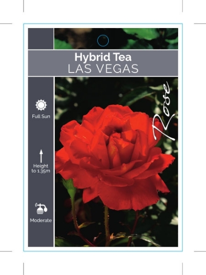 Picture of ROSE LAS VEGAS (HT)                                                                                                                                   