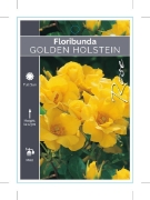 Picture of ROSE GOLDEN HOLSTEIN (FL)                                                                                                                             