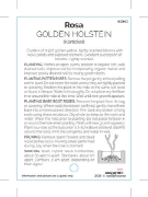 Picture of ROSE GOLDEN HOLSTEIN (FL)                                                                                                                             