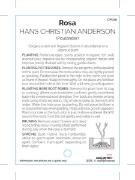 Picture of ROSE HANS CHRISTIAN ANDERSON (FL)                                                                                                                     
