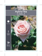 Picture of ROSE CARLA (HT)                                                                                                                                       